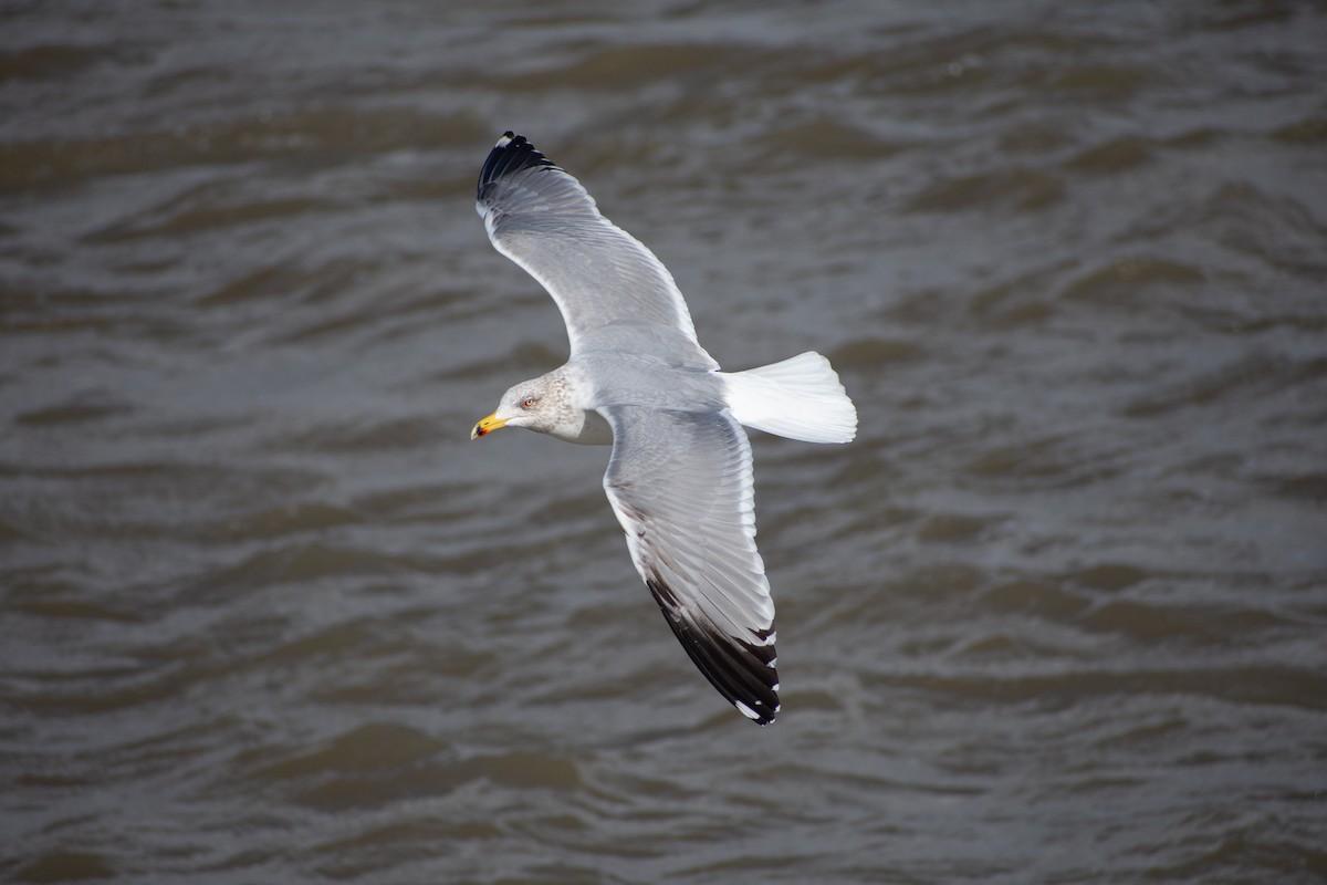 racek středomořský - ML650369854