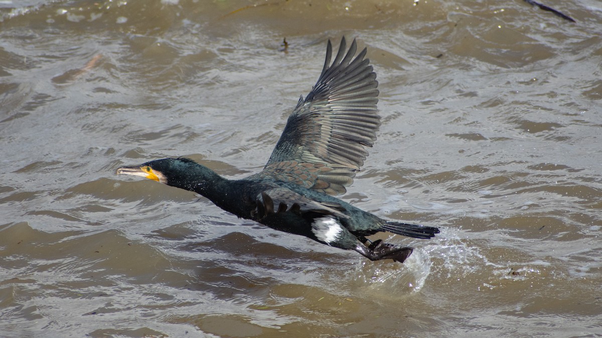 kormorán velký - ML650369859