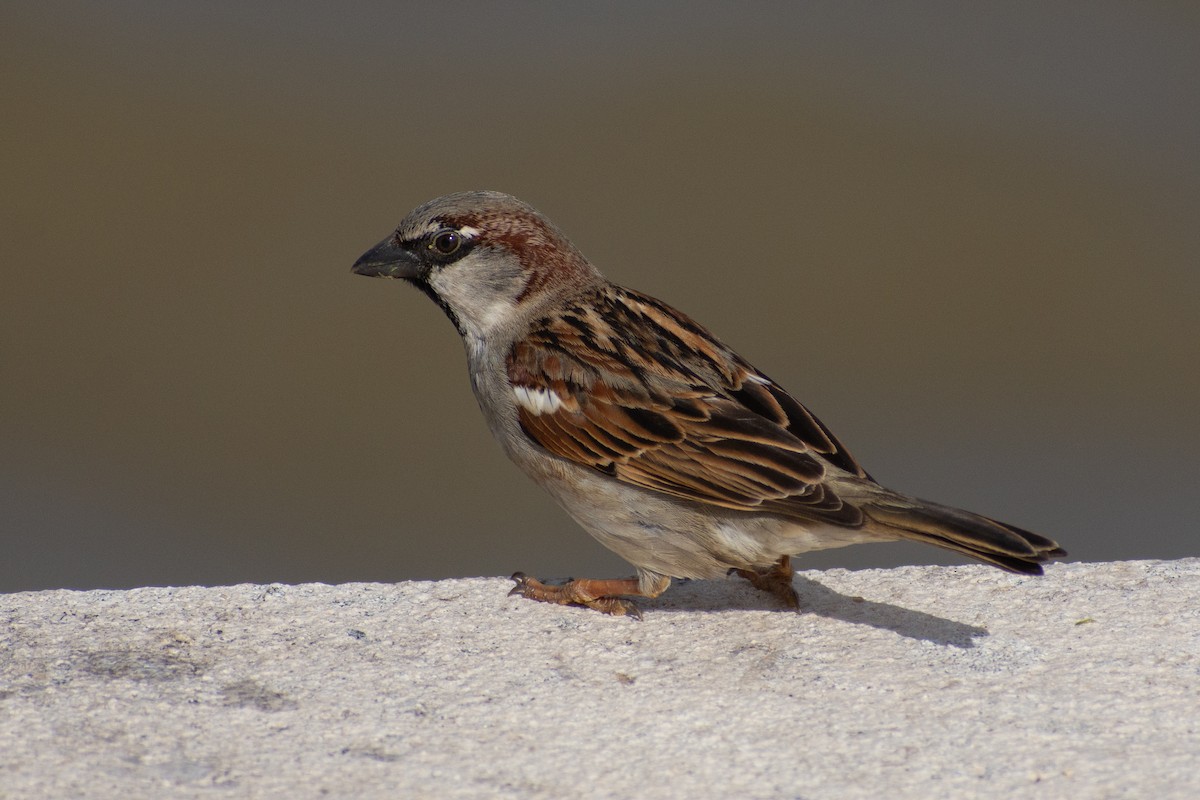 vrabec domácí - ML650369864