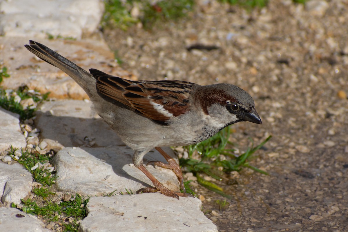 vrabec domácí - ML650369865