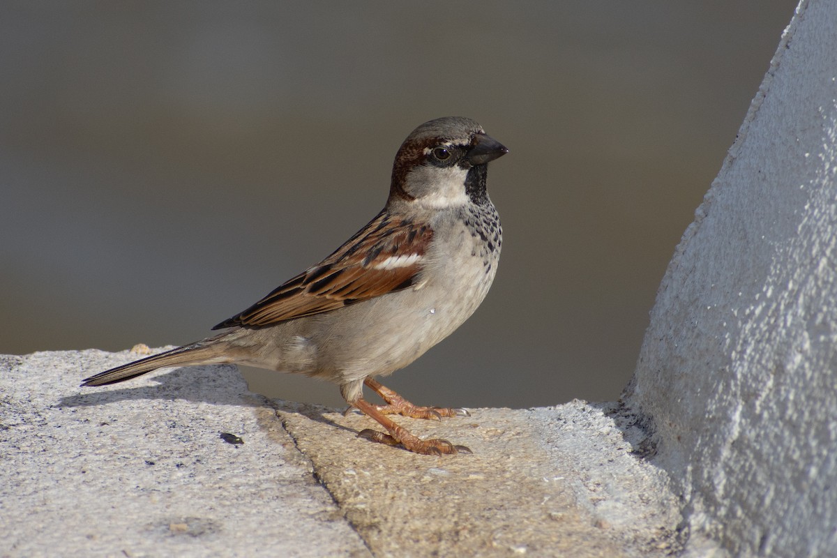 vrabec domácí - ML650369866