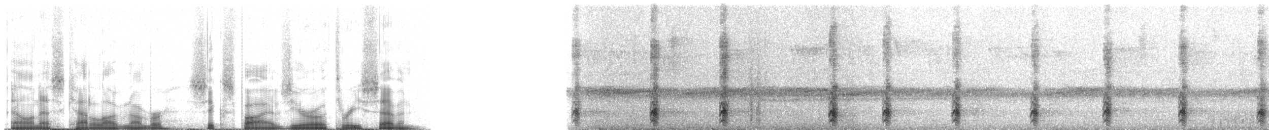 Weißkehlarassari (albivitta/phaeolaemus) - ML65037