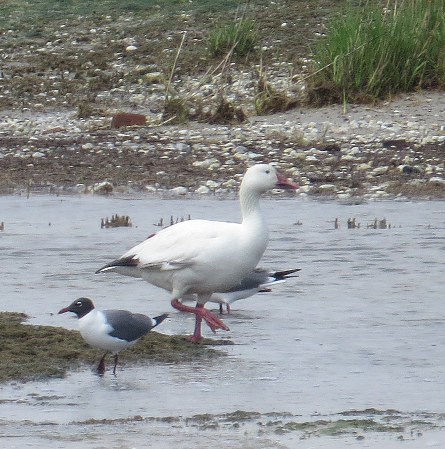 eBird Checklist - 11 May 2016 - East Point Lighthouse - 12 species
