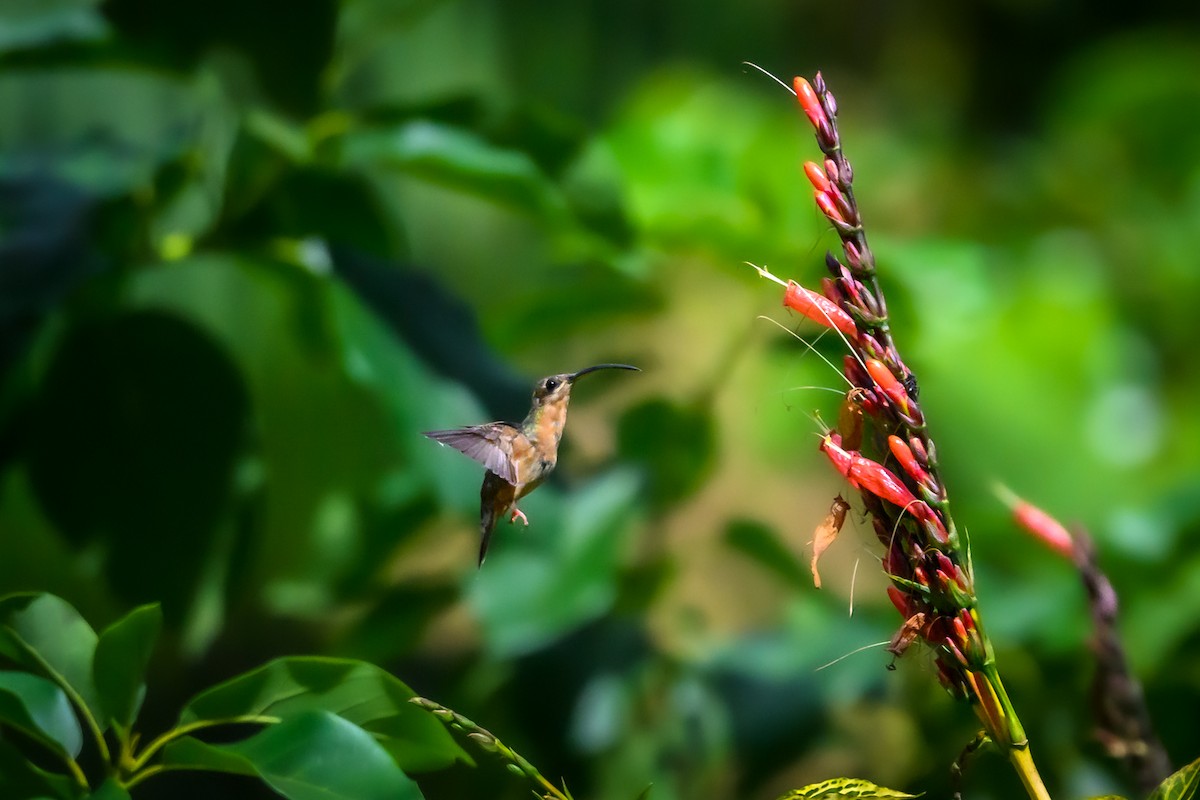 Rufous-breasted Hermit - ML650370520