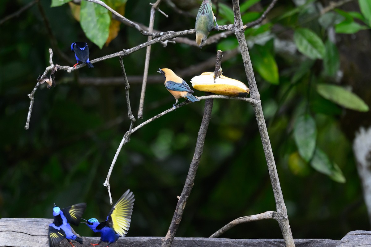 Burnished-buff Tanager - ML650370593