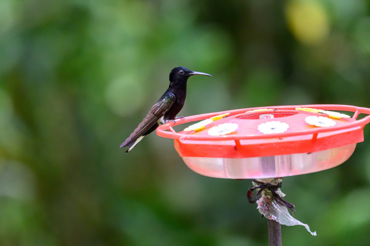 Black Jacobin - ML650370611