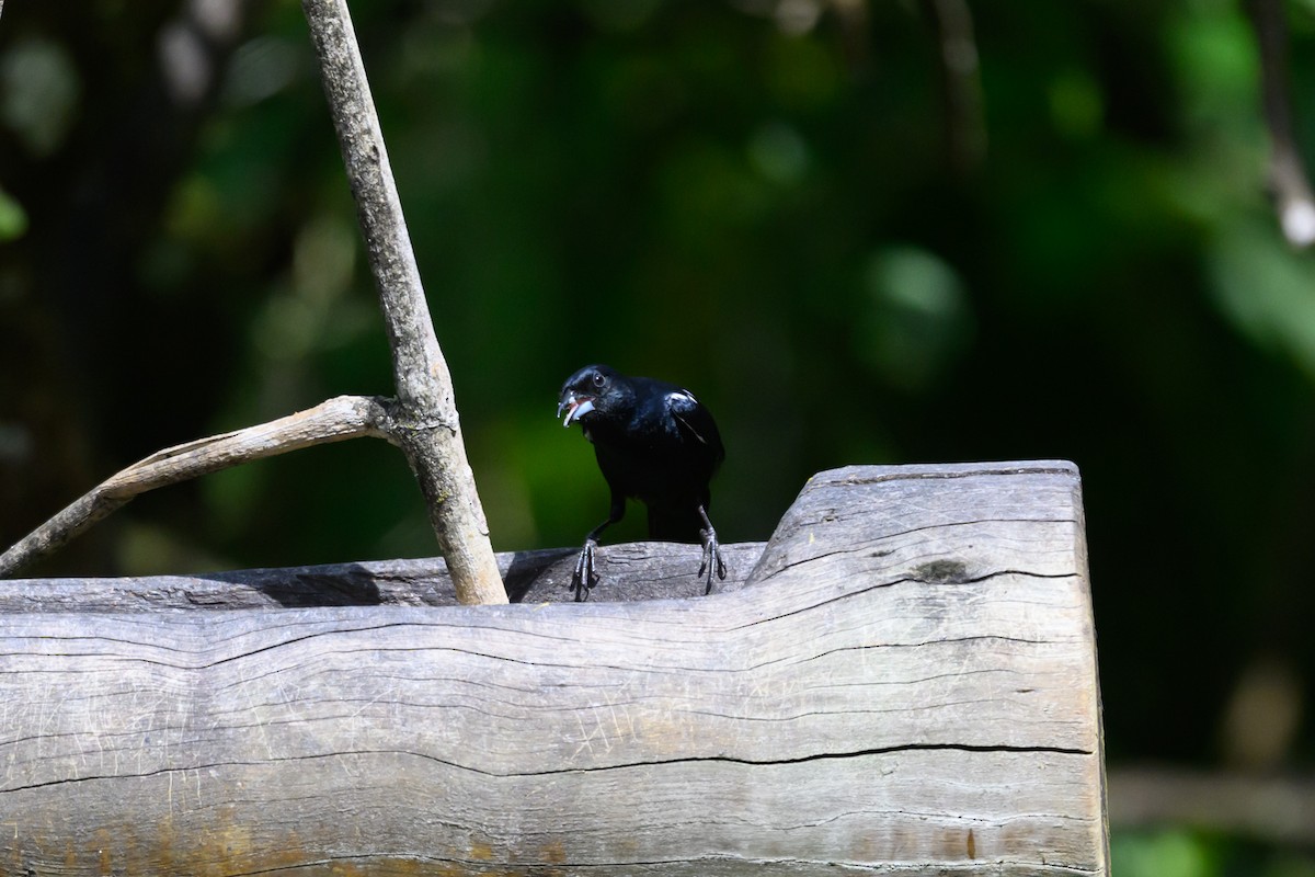 White-lined Tanager - ML650370676