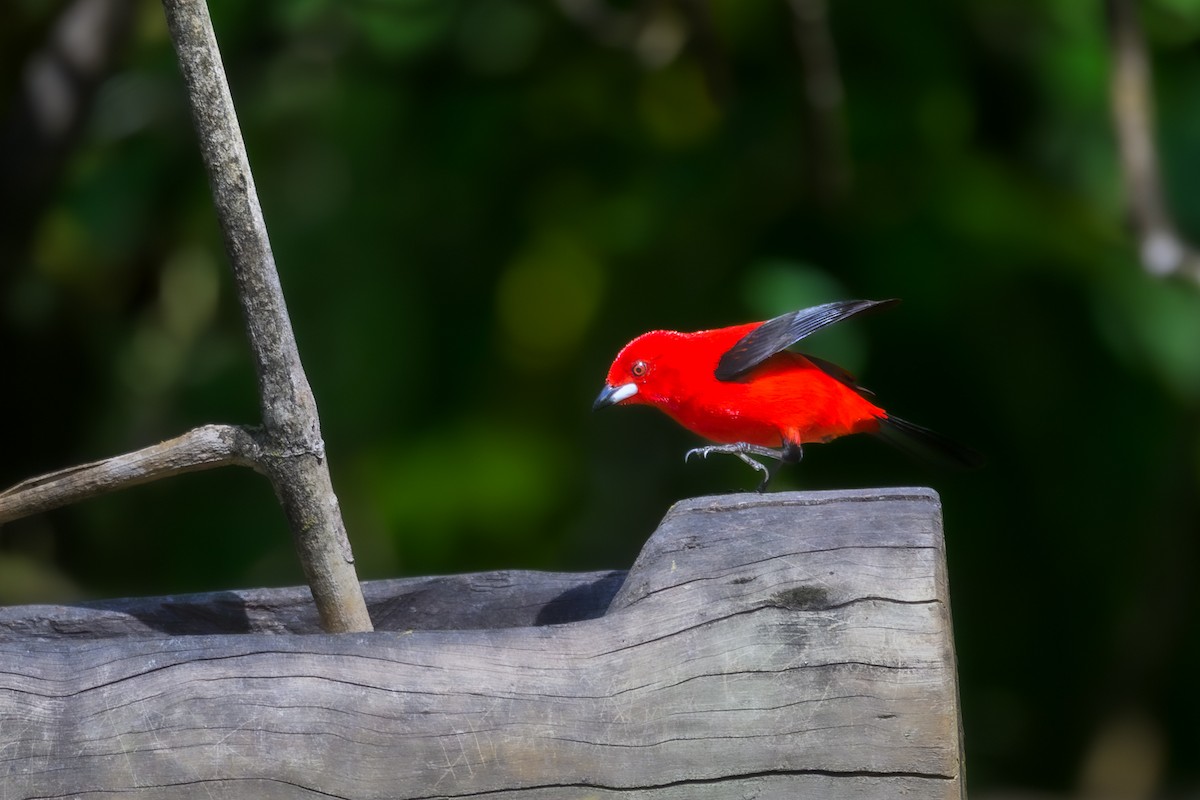 Brazilian Tanager - ML650370735