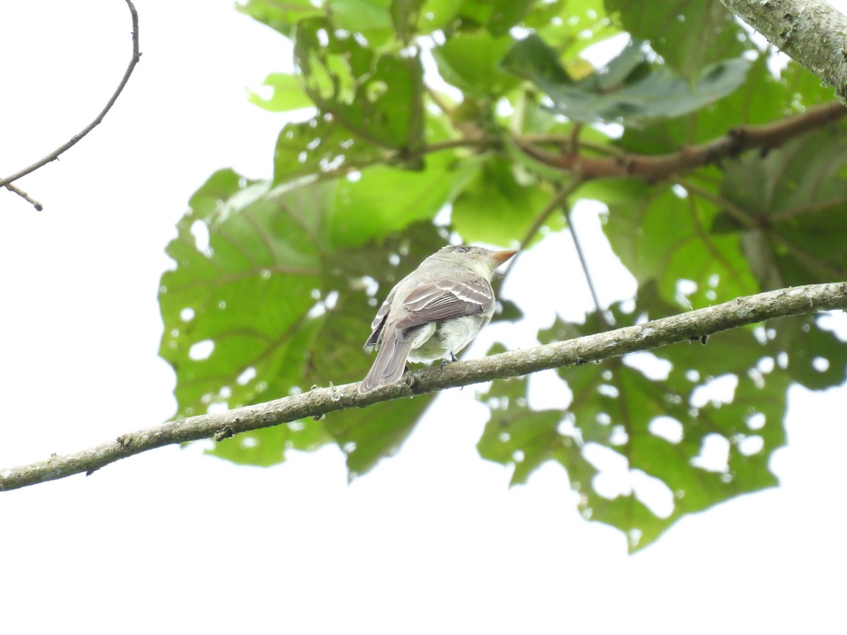 Acadian Flycatcher - ML650370850
