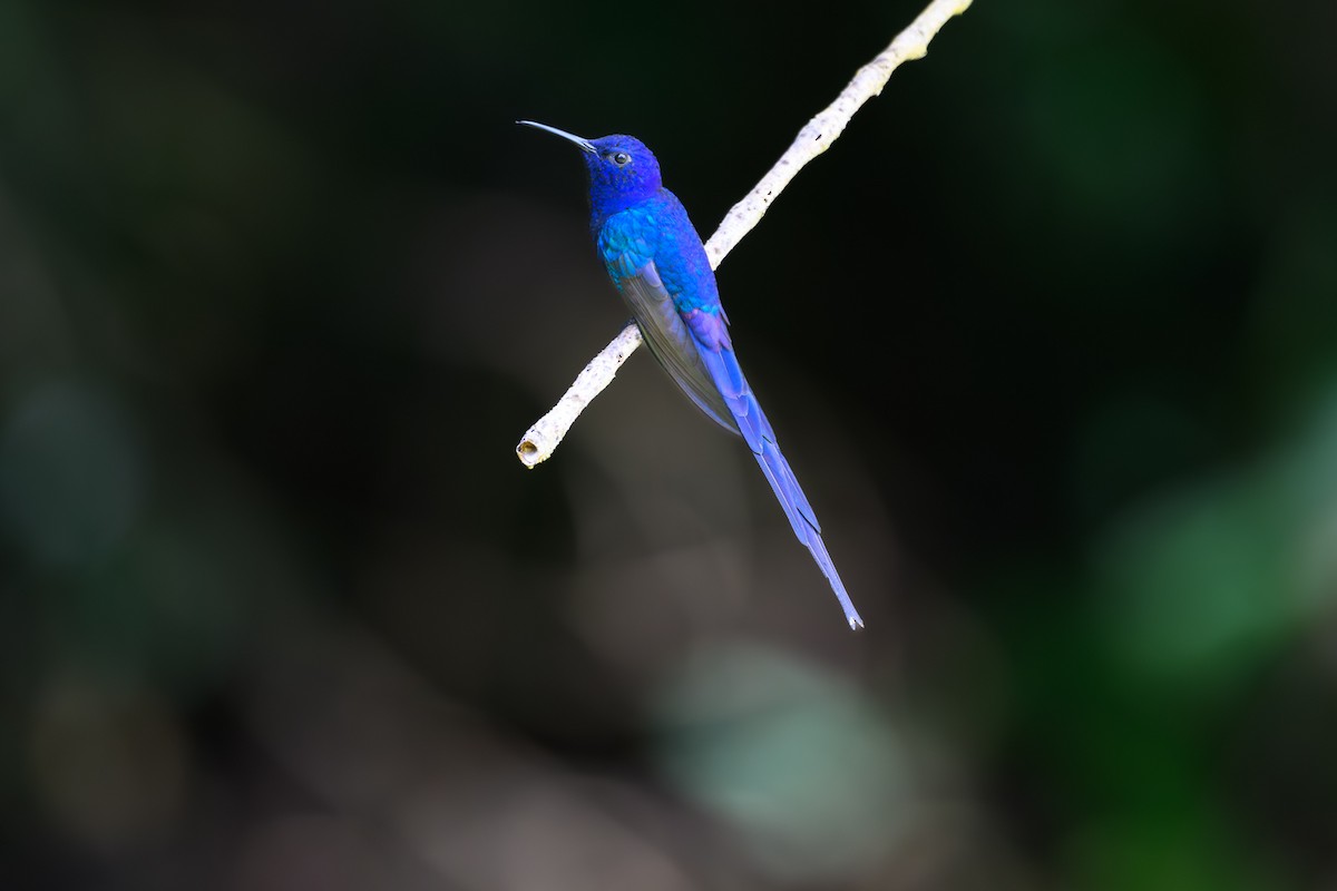Swallow-tailed Hummingbird - ML650370875