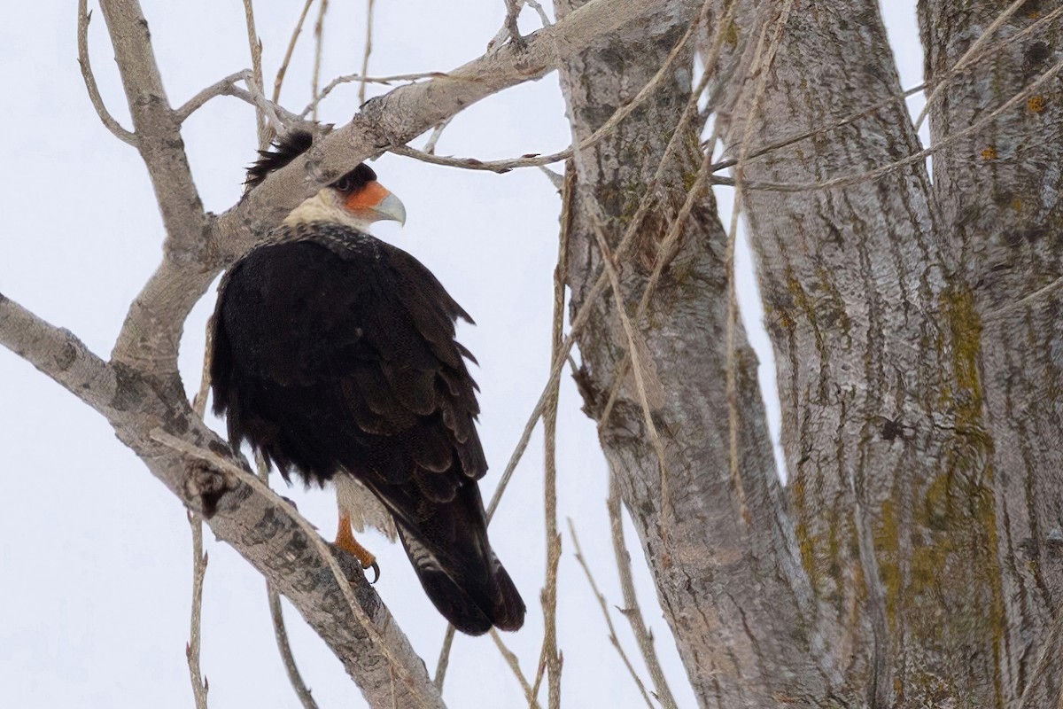 Crested Caracara - ML650370958