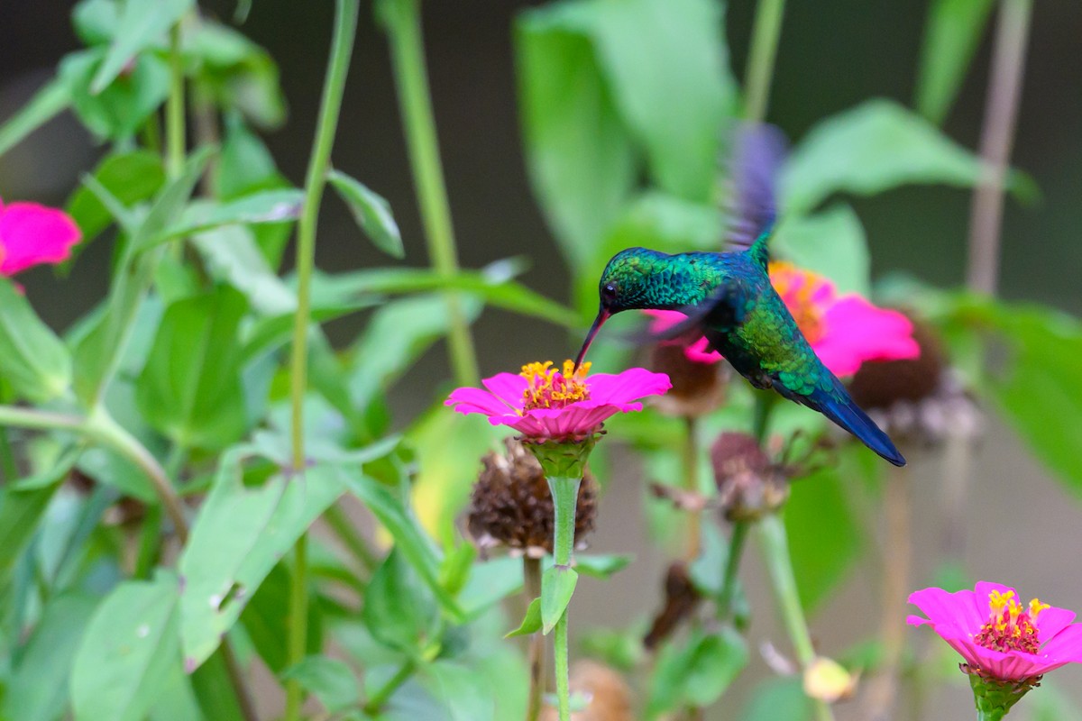 Blue-chinned Sapphire - ML650370974