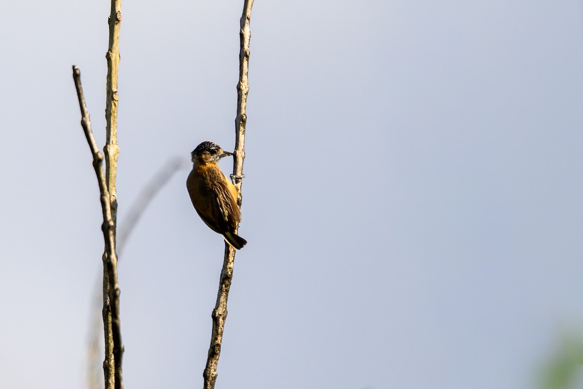 Picumne ocré - ML650371059