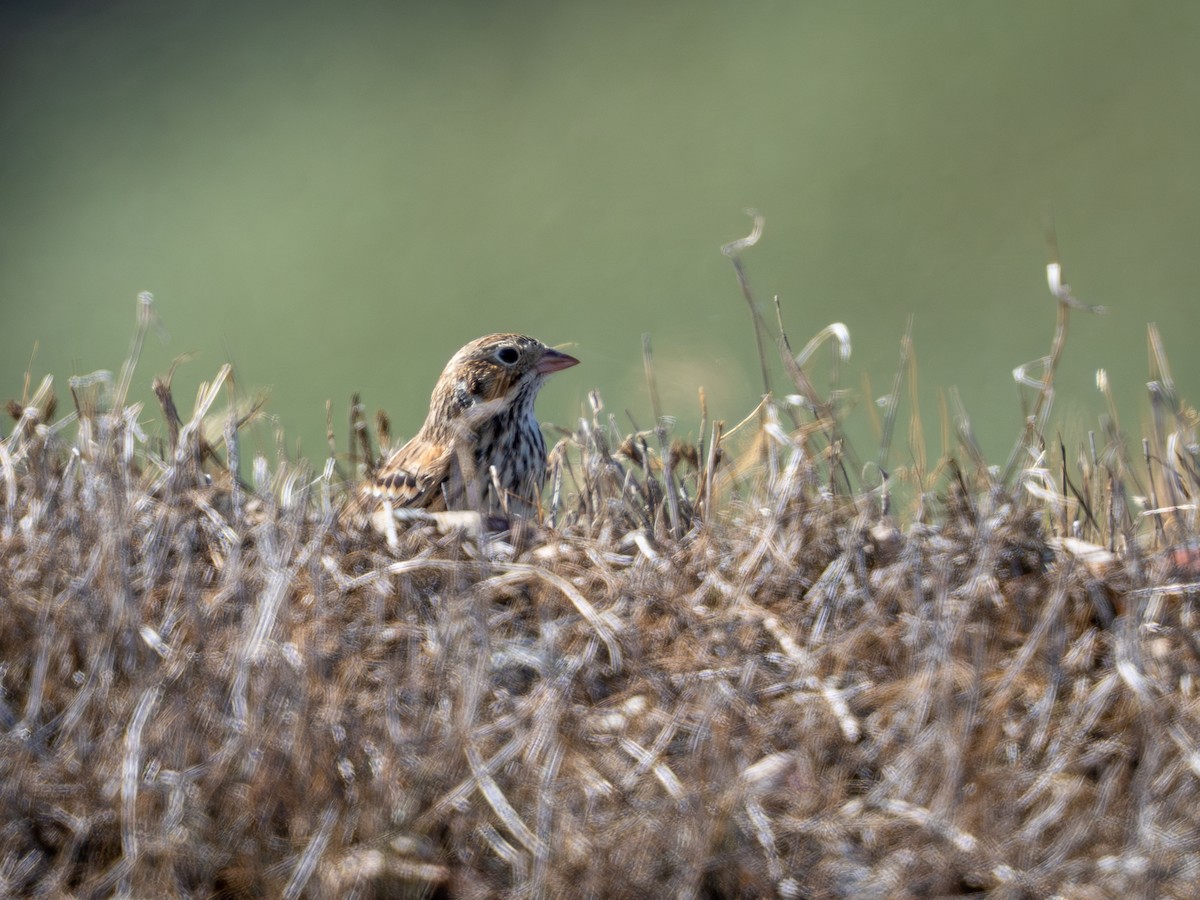 Пасовник польовий - ML650371485