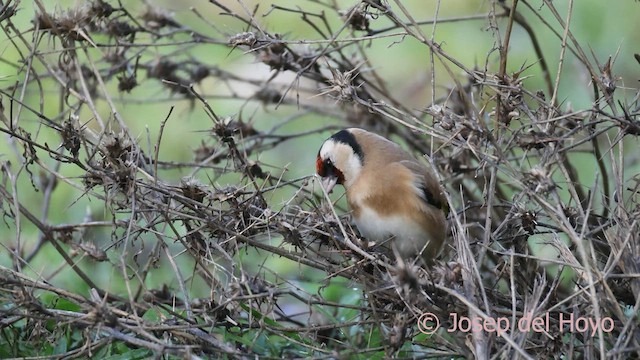 European Goldfinch - ML650371772