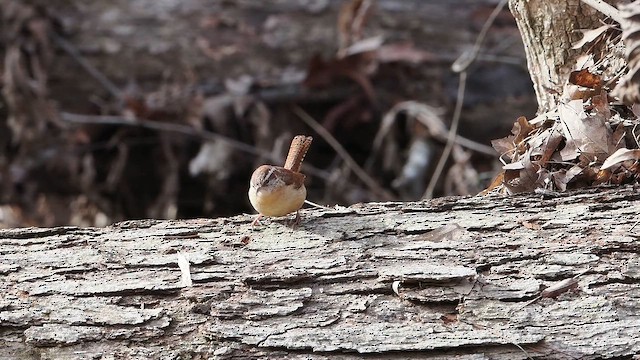 Carolina Wren - ML650371934