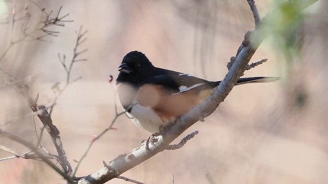 Eastern Towhee (Red-eyed) - ML650371950