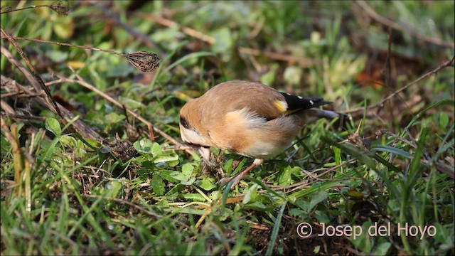 European Goldfinch - ML650372031