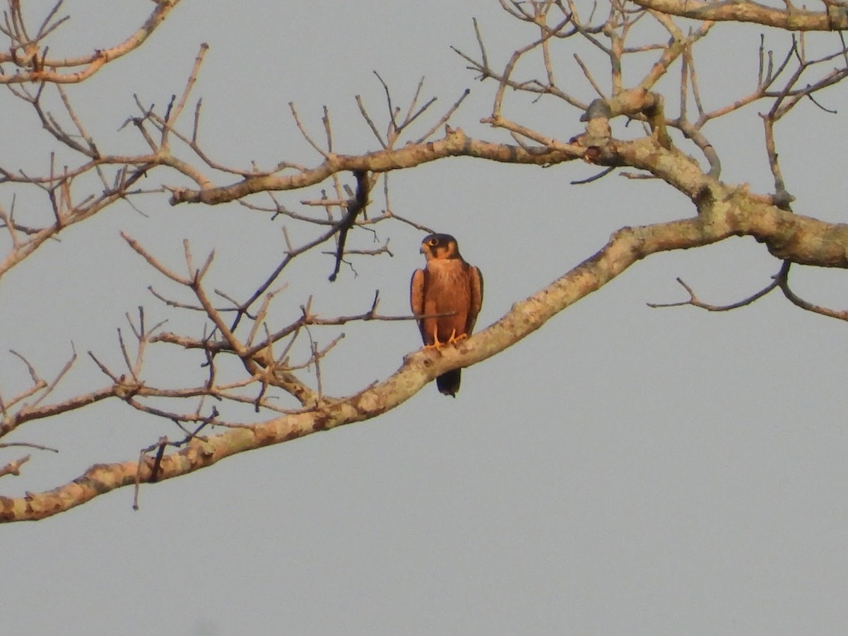 African Hobby - ML650372135