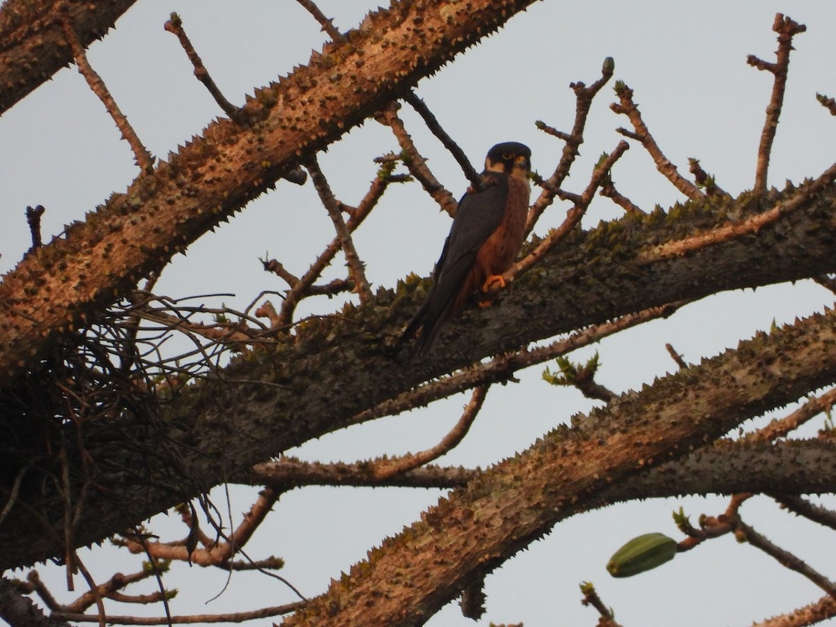 African Hobby - ML650372221