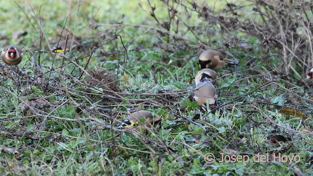 European Goldfinch - ML650372253