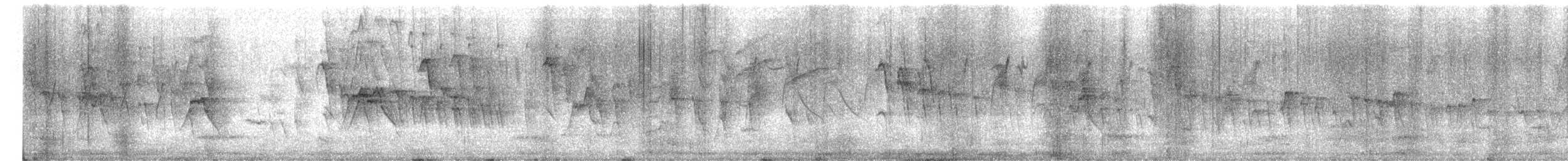 Coliou rayé - ML650372259