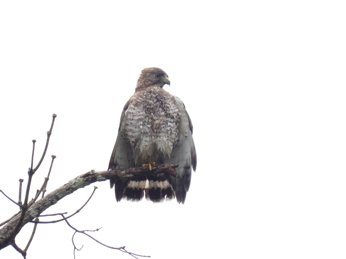 Busardo Aliancho - ML650372387