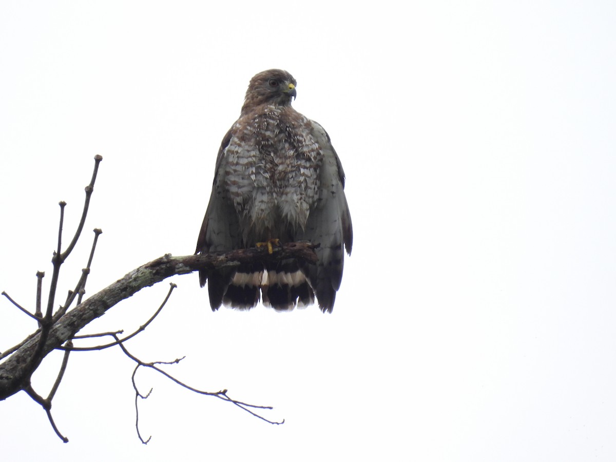 Busardo Aliancho - ML650372398