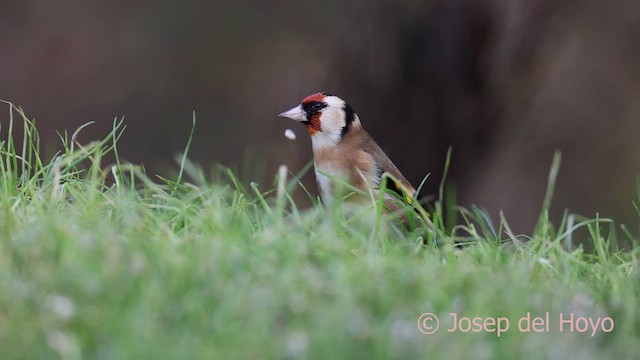 European Goldfinch - ML650372561