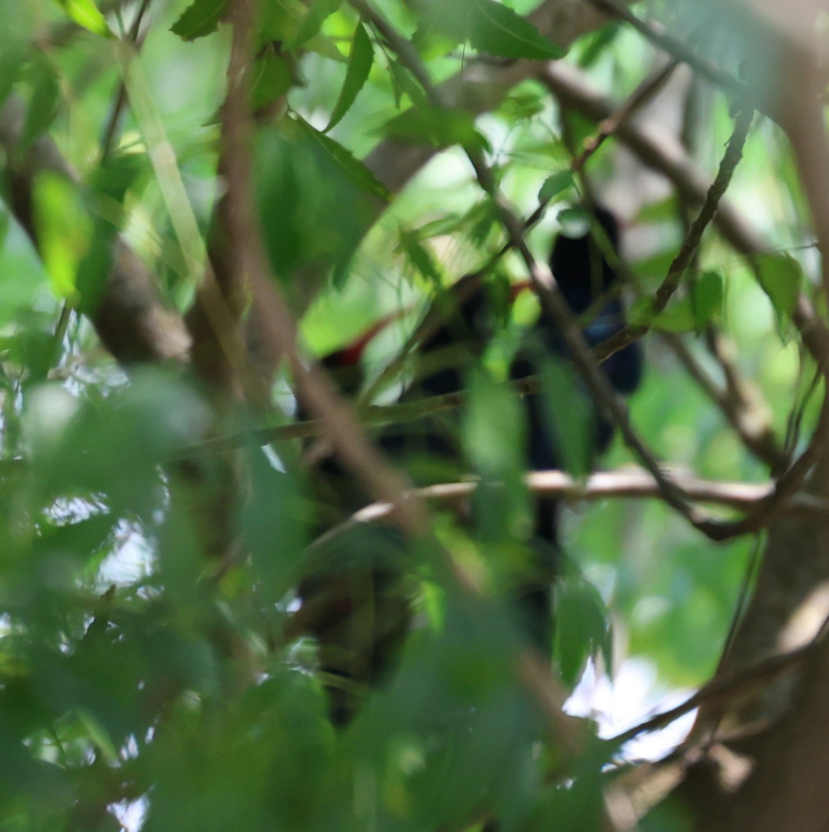 Green Woodhoopoe - ML650372857