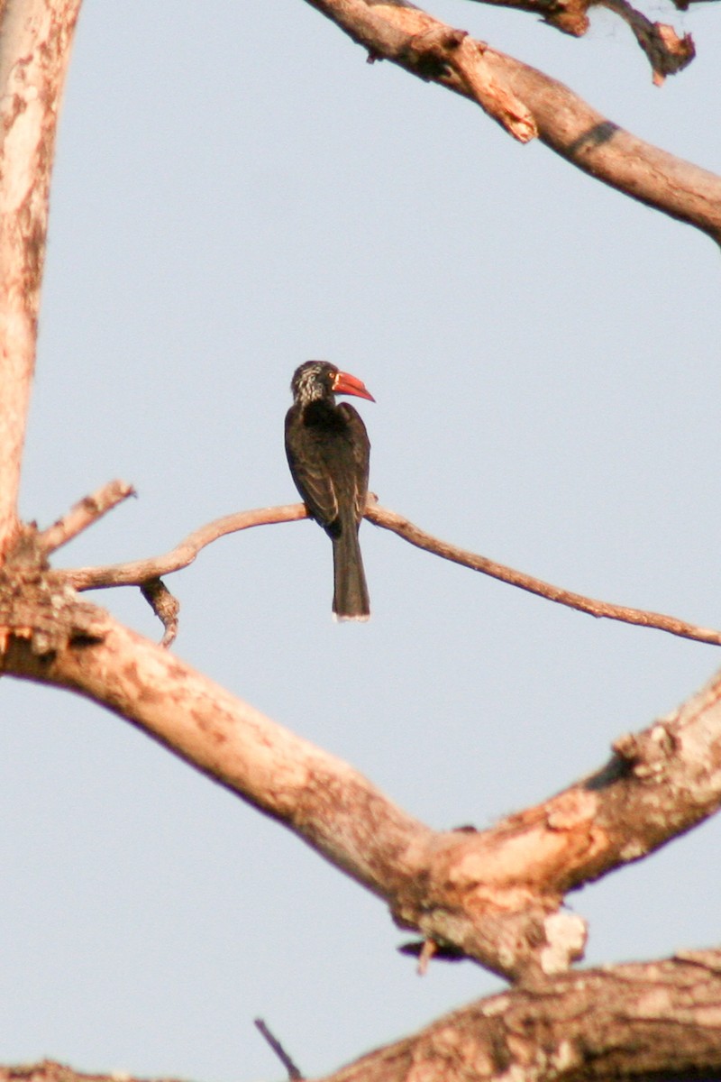 Crowned Hornbill - ML650372930