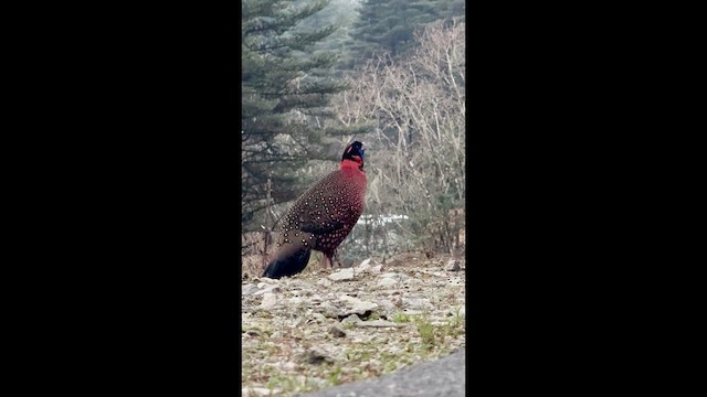 Satyr Tragopan - ML650373124