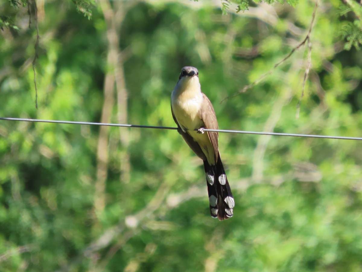 Kara Gagalı Guguk - ML650373483