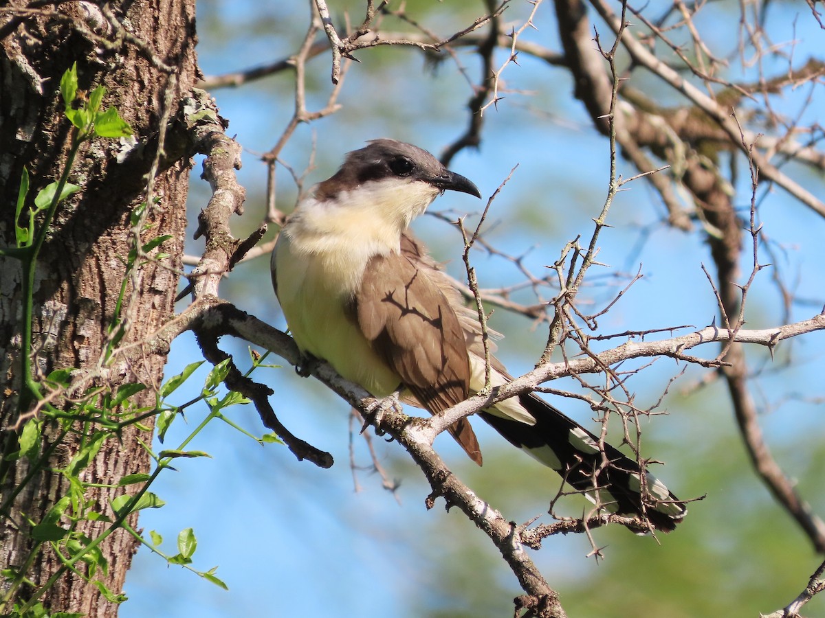 Kara Gagalı Guguk - ML650373486