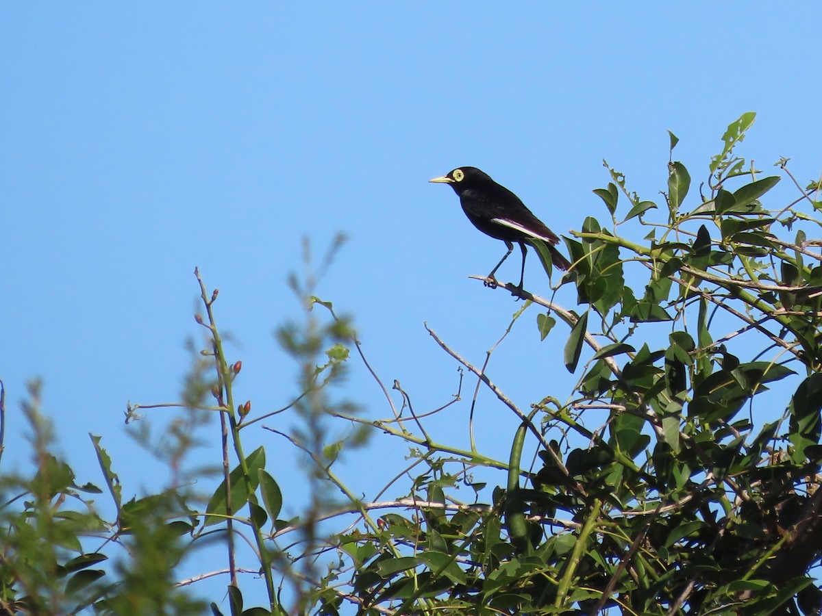 Gözlüklü Tiran - ML650373516