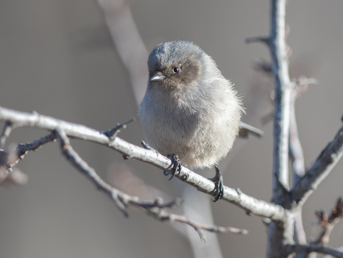 eBird Checklist - 6 Feb 2026 - Marjorie Perry Nature Preserve - 32 ...