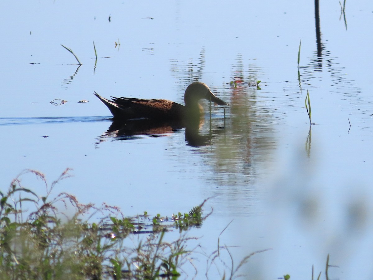 Kızılca Kaşıkgaga - ML650373539