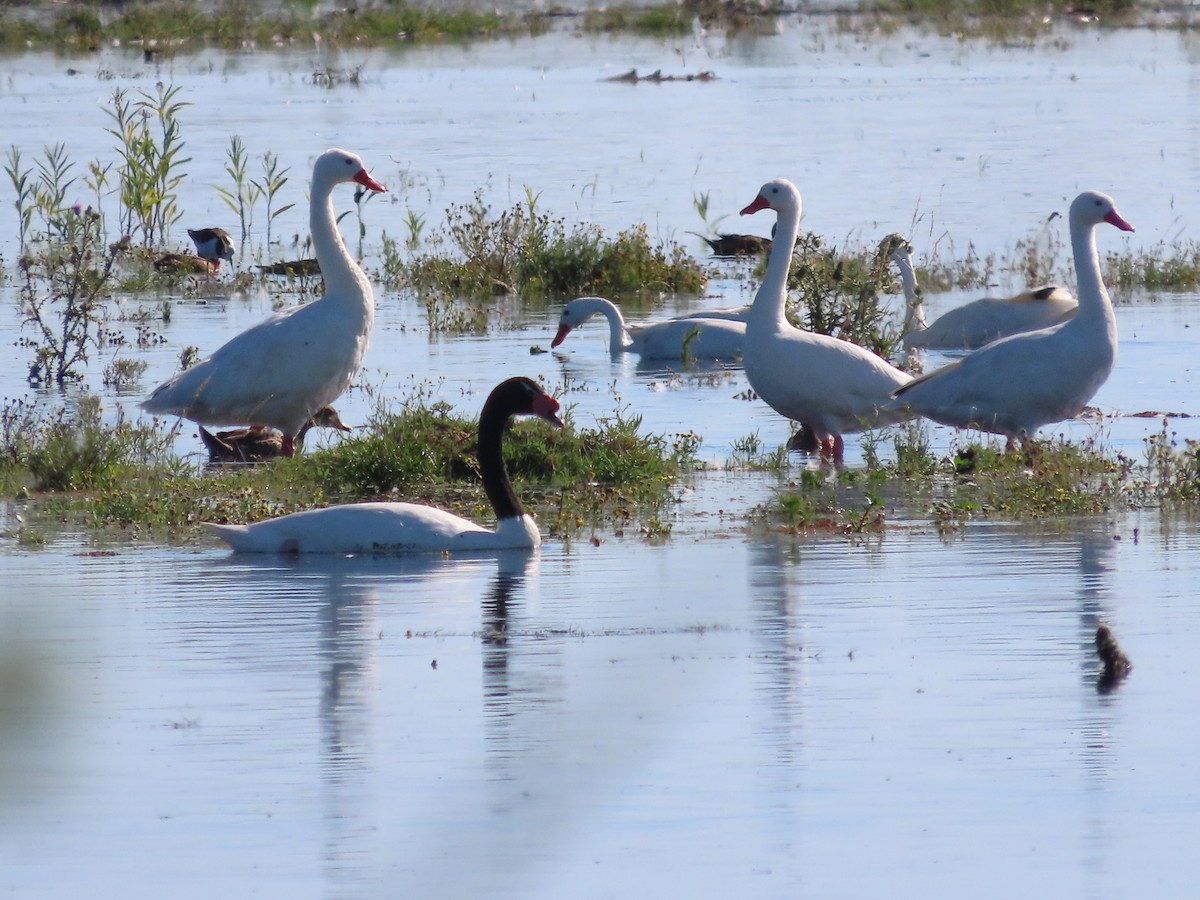 Kara Boyunlu Kuğu - ML650373596