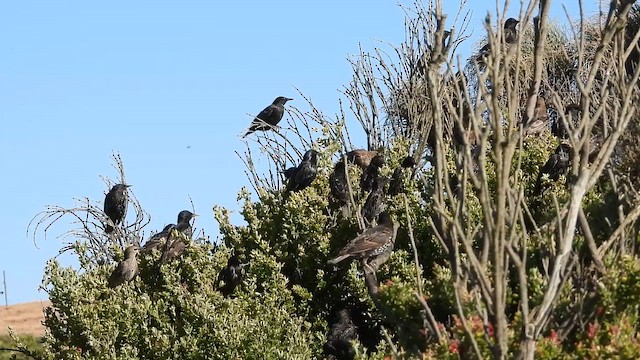 European Starling - ML650373856