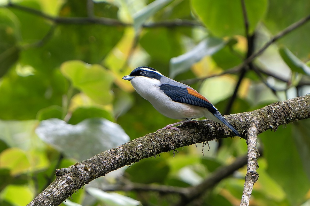 White-browed Shrike-Babbler (Chestnut-winged) - ML650374111