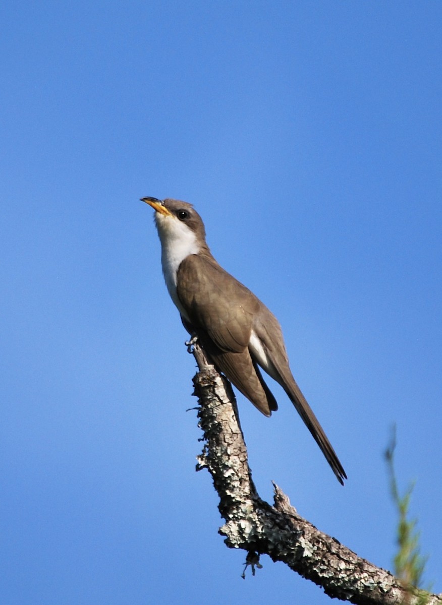 gulnebbgjøk - ML650374229