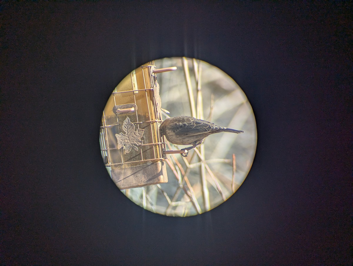 Brown-headed Cowbird - ML650374248