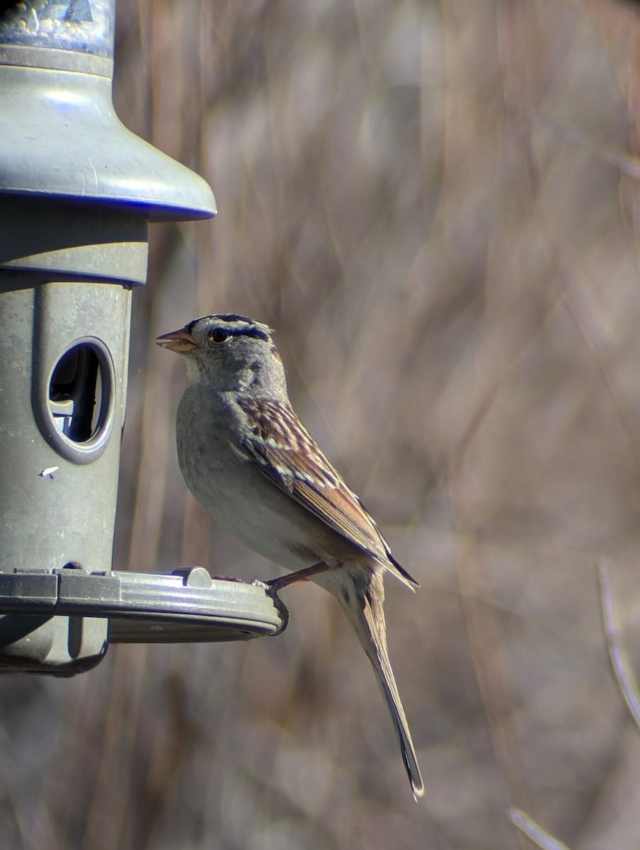 White-crowned Sparrow - ML650374255