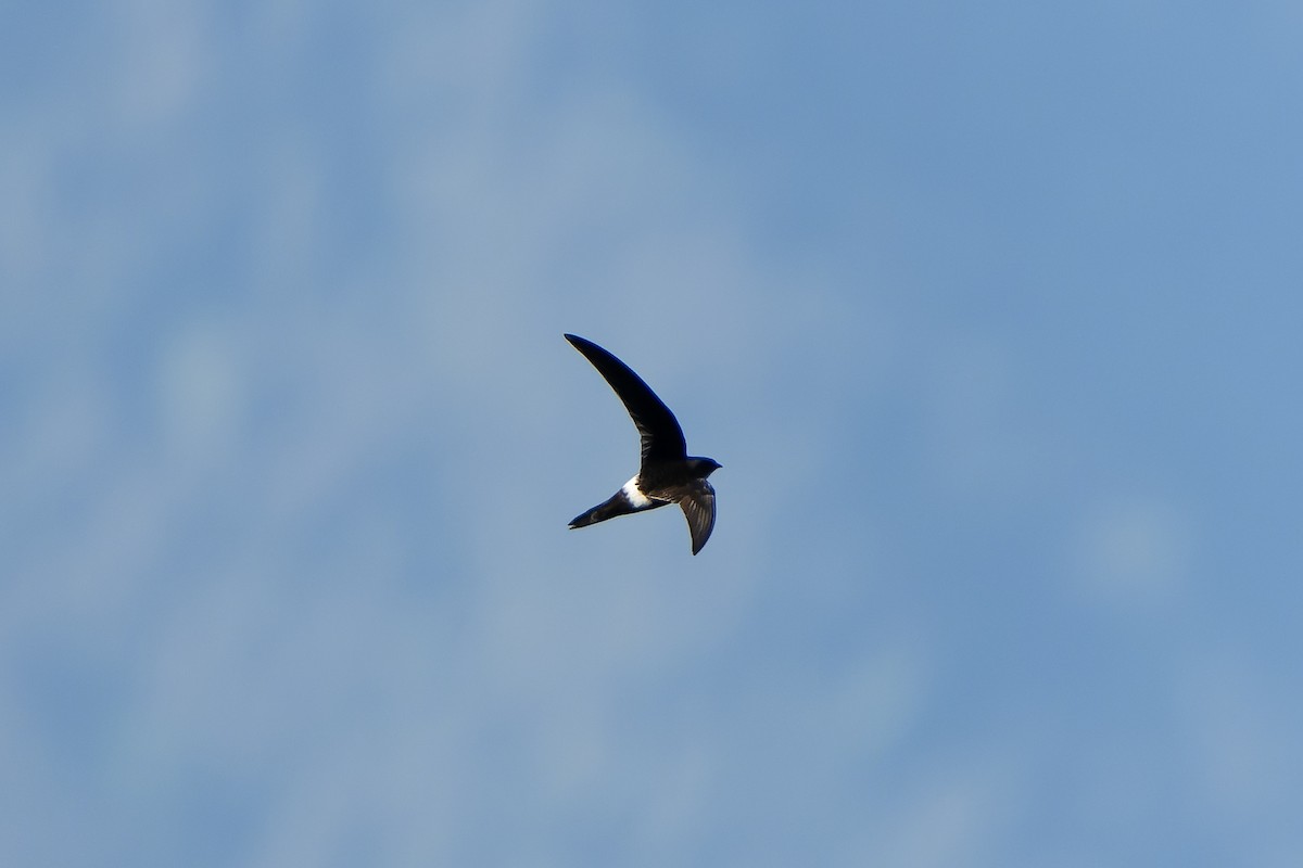 Blyth's Swift - ML650374257