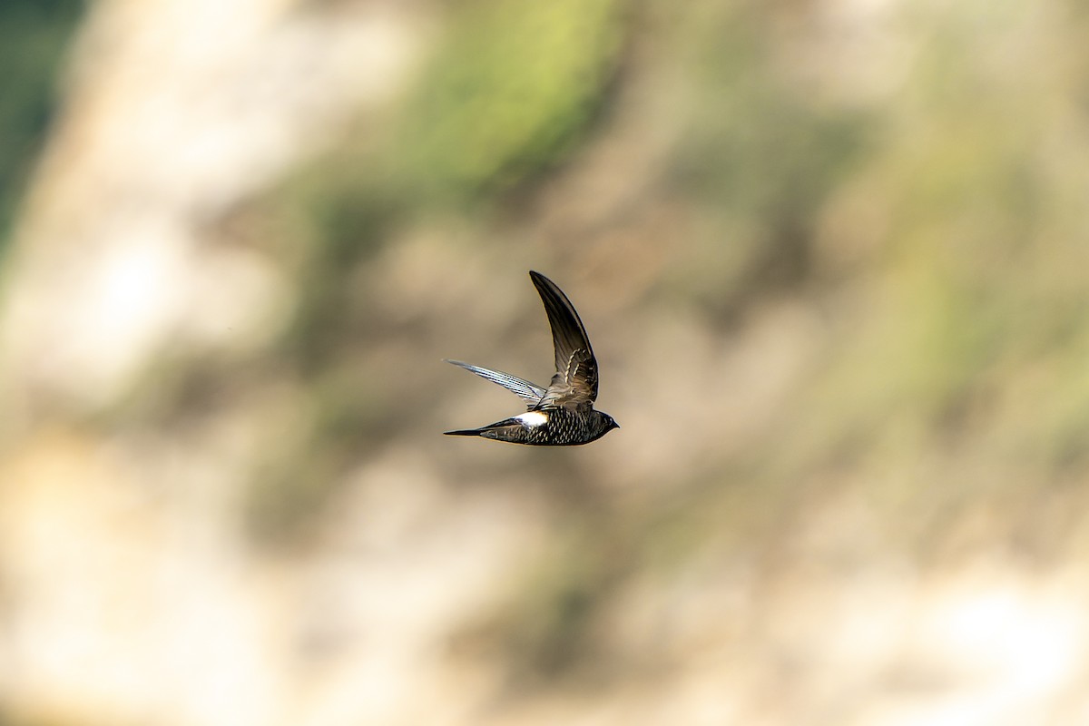 Blyth's Swift - ML650374262