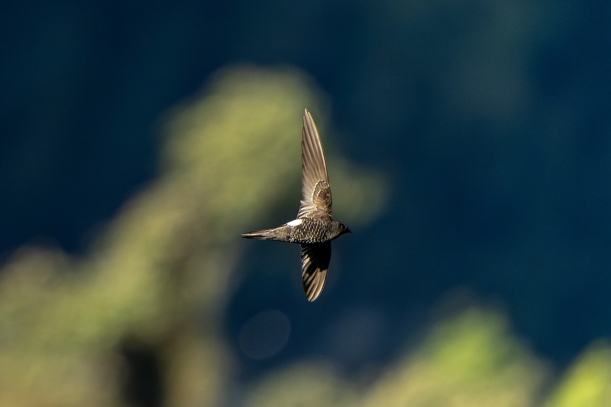 Blyth's Swift - ML650374264