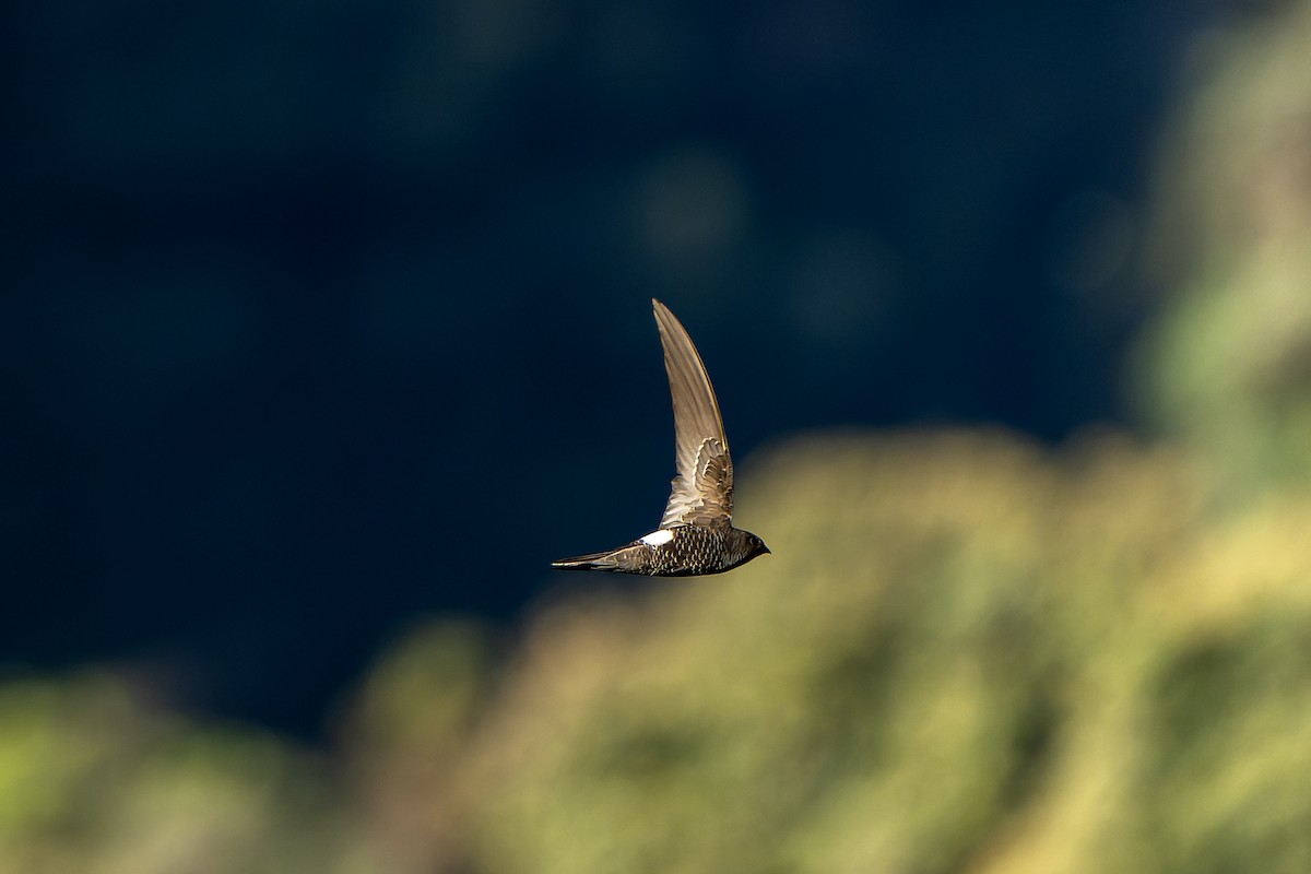 Blyth's Swift - ML650374265