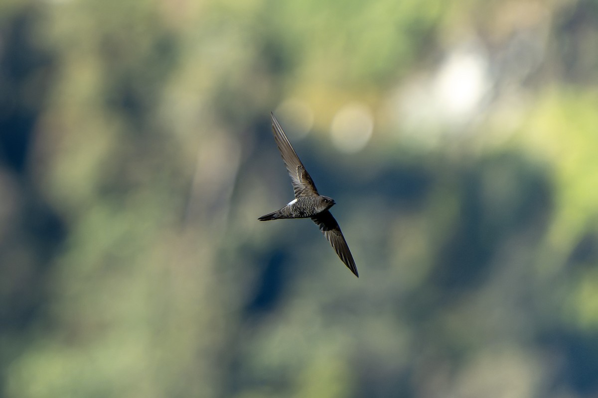 Blyth's Swift - ML650374266