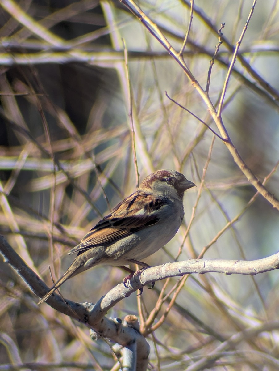 House Sparrow - ML650374267