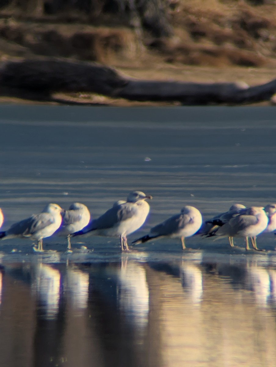American Herring Gull - ML650374284